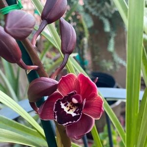 Red orchid cymbidium